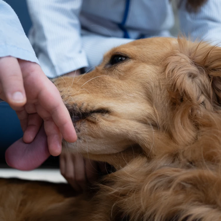 Imagen relacionada de programa inspiradog terapia perros adolescentes madrid