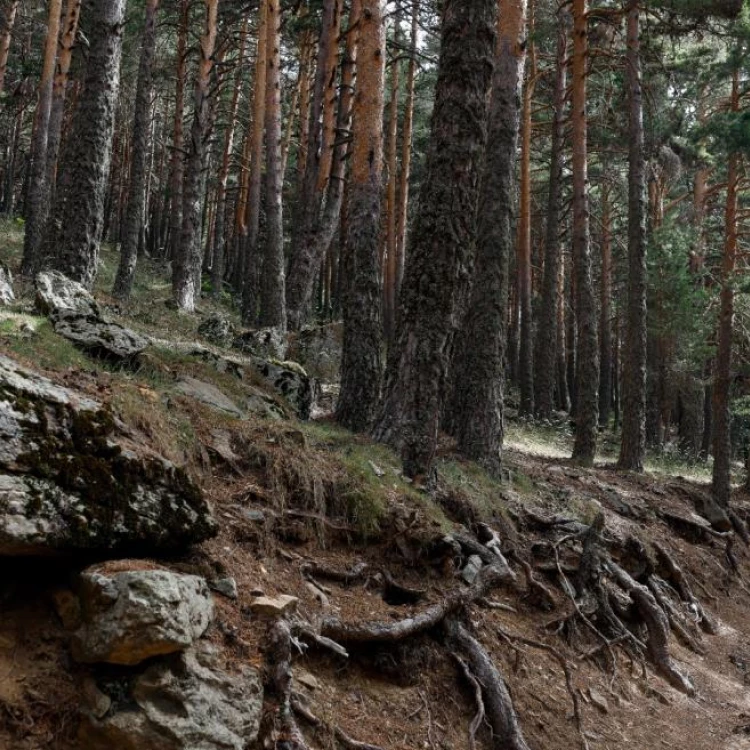 Imagen relacionada de finalizacion corredor medioambiental arco verde madrid