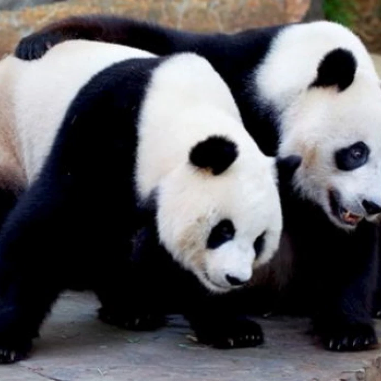 Imagen relacionada de pandas gigantes queda australia