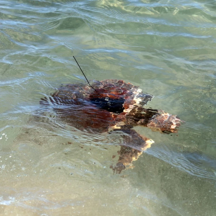 Imagen relacionada de la solta duna tortuga marina marca una fita important a valencia