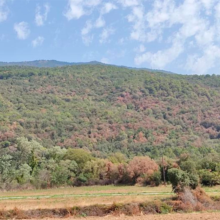 Imagen relacionada de ano devastador bosques cataluna