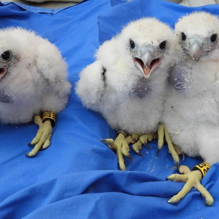 Imagen relacionada de aves hospital 12 octubre