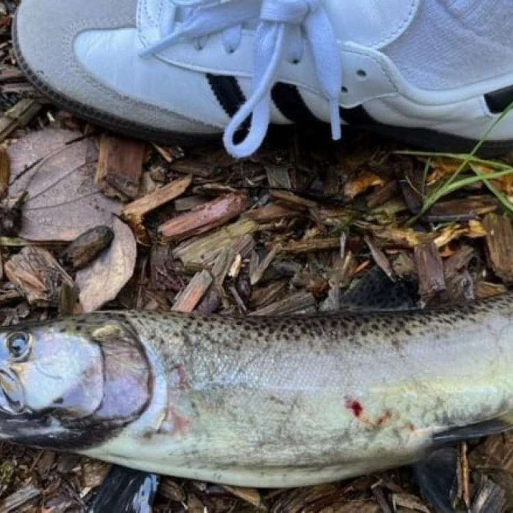 Imagen relacionada de preocupacion muerte salmones arroyo west vancouver