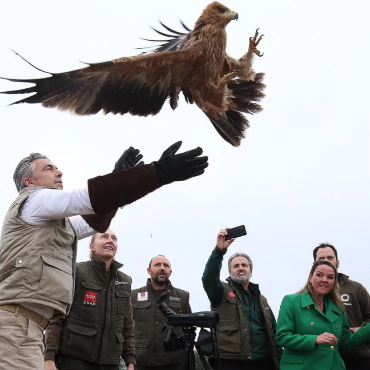 Imagen relacionada de la comunidad de madrid aumenta significativamente la poblacion de aguila imperial iberica