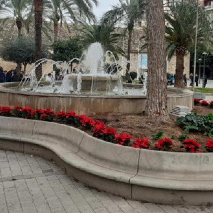 Imagen relacionada de valencia prepara celebrar fiestas navidenas plantacion flores pascua