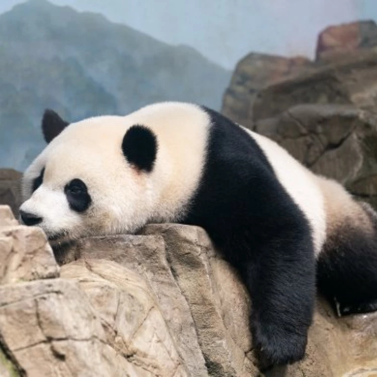 Imagen relacionada de china ofrece enviar nuevos pandas a estados unidos