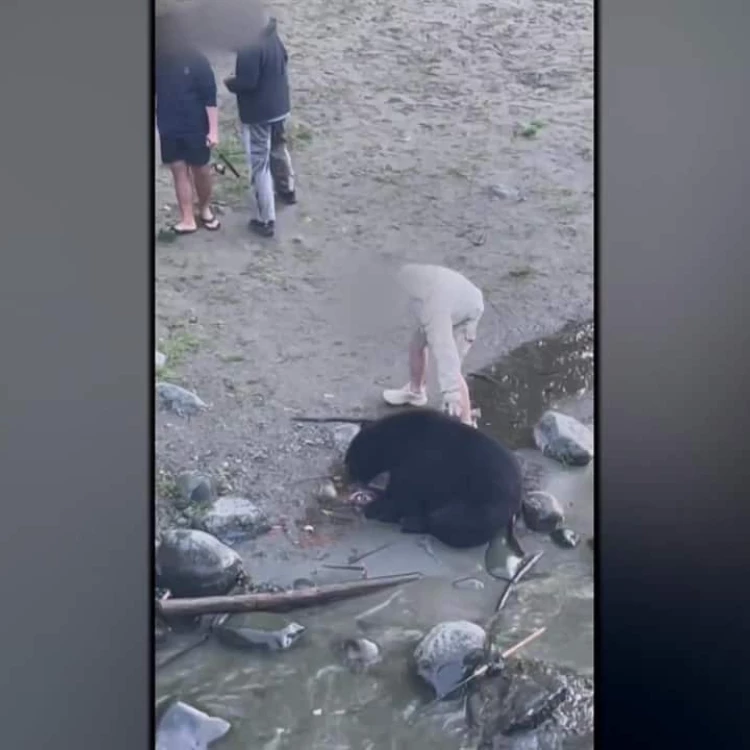 Imagen relacionada de video encuentro oso campbell river bc indignacion