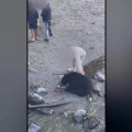 Imagen relacionada de video encuentro oso campbell river bc indignacion