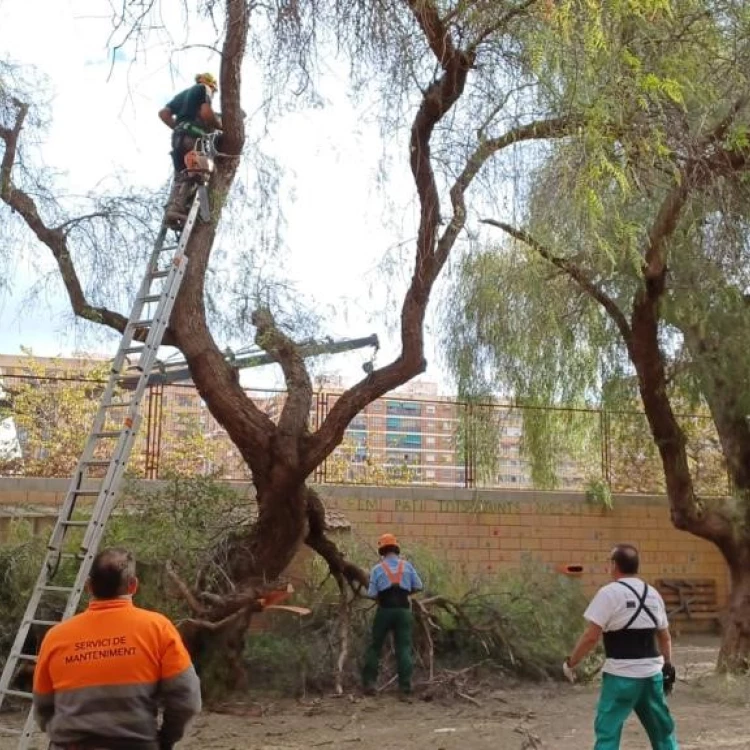 Imagen relacionada de tala arboles ceip pablo neruda valencia