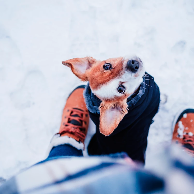 Imagen relacionada de medidas emergencia nevadas cataluna animales