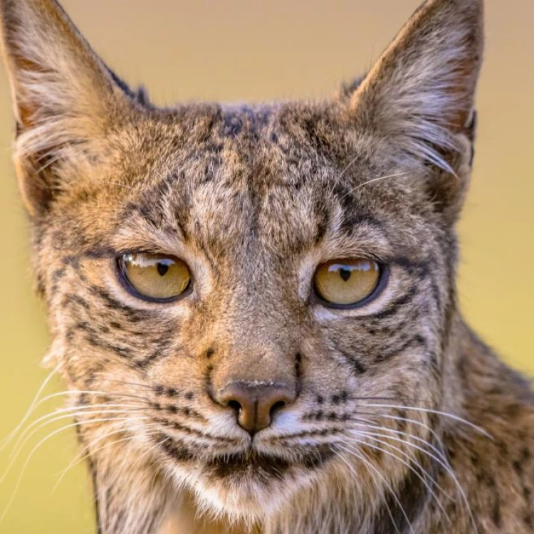 Imagen relacionada de reintroduccion lince iberico madrid