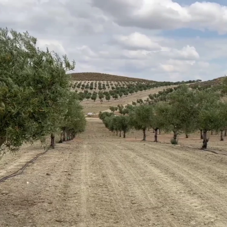 Imagen relacionada de comunidad madrid pago subvenciones agricultura