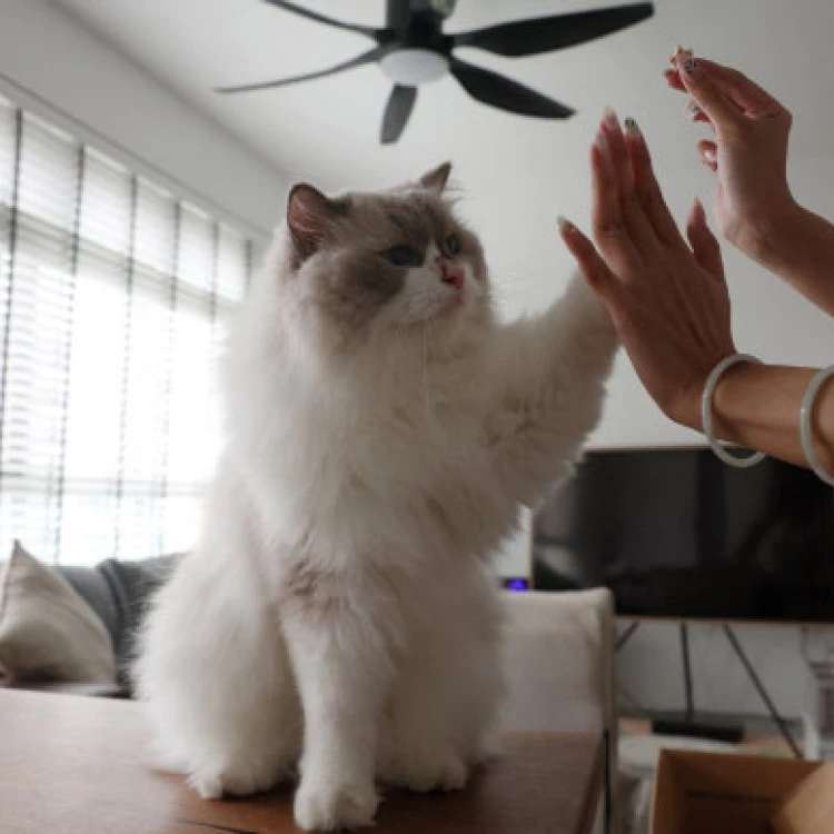 Imagen relacionada de singapur planea levantar prohibicion gatos apartamentos publicos