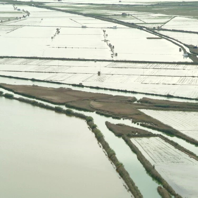 Imagen relacionada de generalitat ayuntamiento solicitaran gobierno protocolo emergencia aportaciones agua albufera