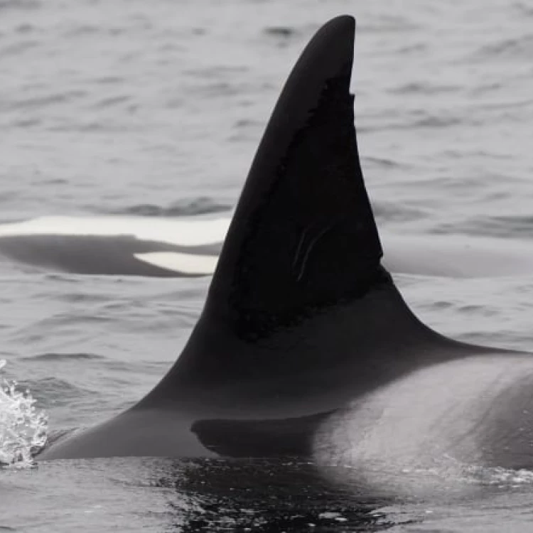 Imagen relacionada de presunta muerte matriarca orcas bc