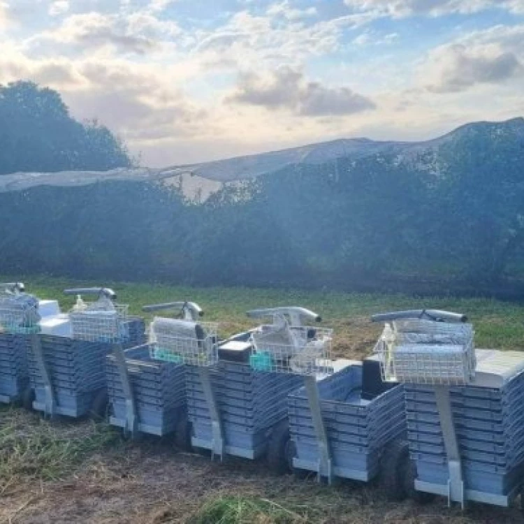 Imagen relacionada de roban arandanos huerto nueva zelanda