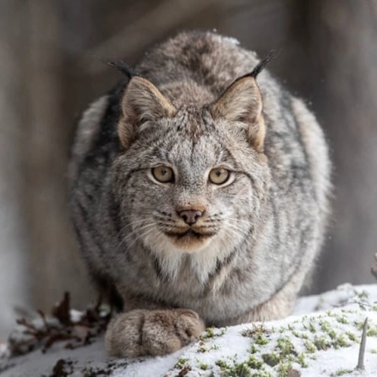 Imagen relacionada de fotografo ano canadian geographic