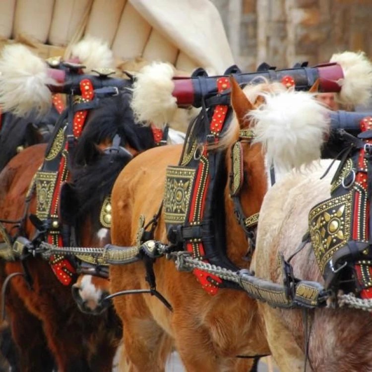 Imagen relacionada de guia garantizar bienestar animales tres tombs cataluna