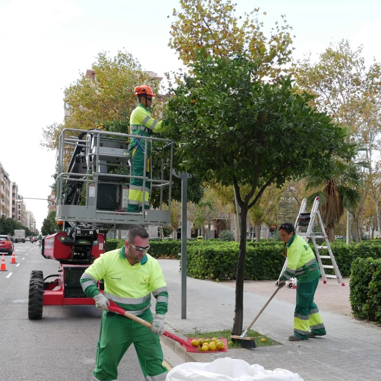 Imagen relacionada de retirada taronges valencia