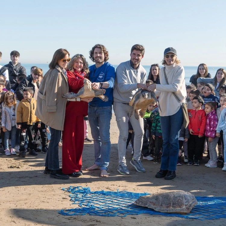 Imagen relacionada de colaboracion municipal liberacion tortugas valencia