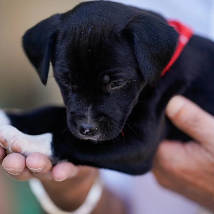 Imagen relacionada de comunidad madrid hogar perros abandonados 2023