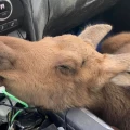 Imagen relacionada de despido hombre columbia britanica salvar becerro alce carretera