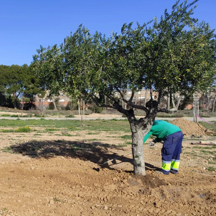 Imagen relacionada de el bosque de los zaragozanos una iniciativa verde en zaragoza