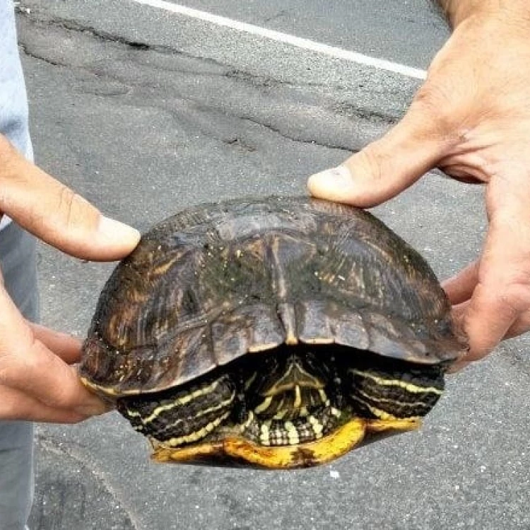 Imagen relacionada de tortugas atraviesan una tintorería en connecticut con la ayuda del personal