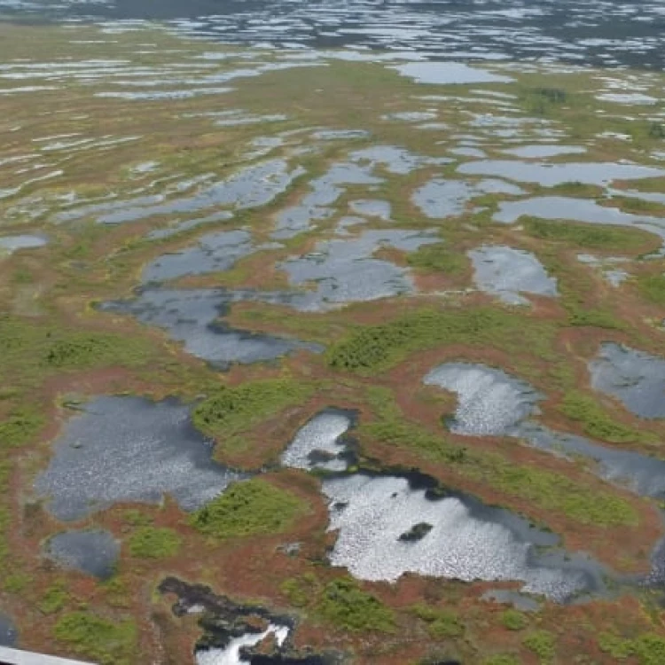 Imagen relacionada de humedales de sudbury gran almacen de carbono queman mas a menudo