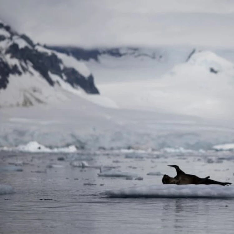 Imagen relacionada de niveles hielo antartico disminuyen masivamente