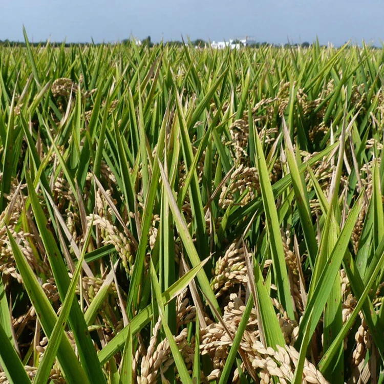 Imagen relacionada de alcaldesa valencia albufera reserva biosfera