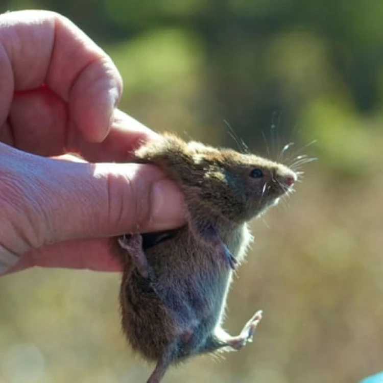 Imagen relacionada de la muerte por alaskapox genera atencion hacia un virus en animales pequenos