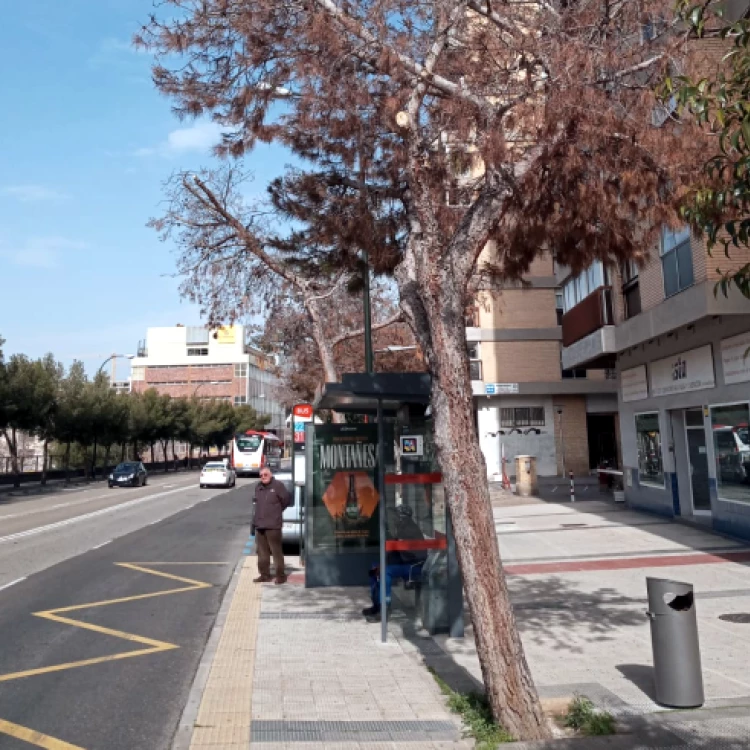 Imagen relacionada de retiraran pinos enfermos en zaragoza