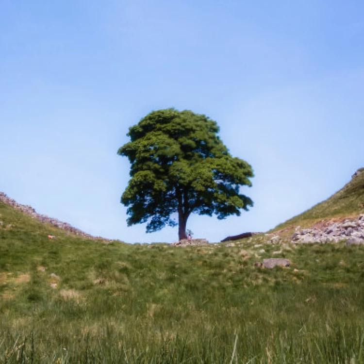 Imagen relacionada de parte del arbol de sycamore gap en hadrians wall sera exhibido en un nuevo sitio