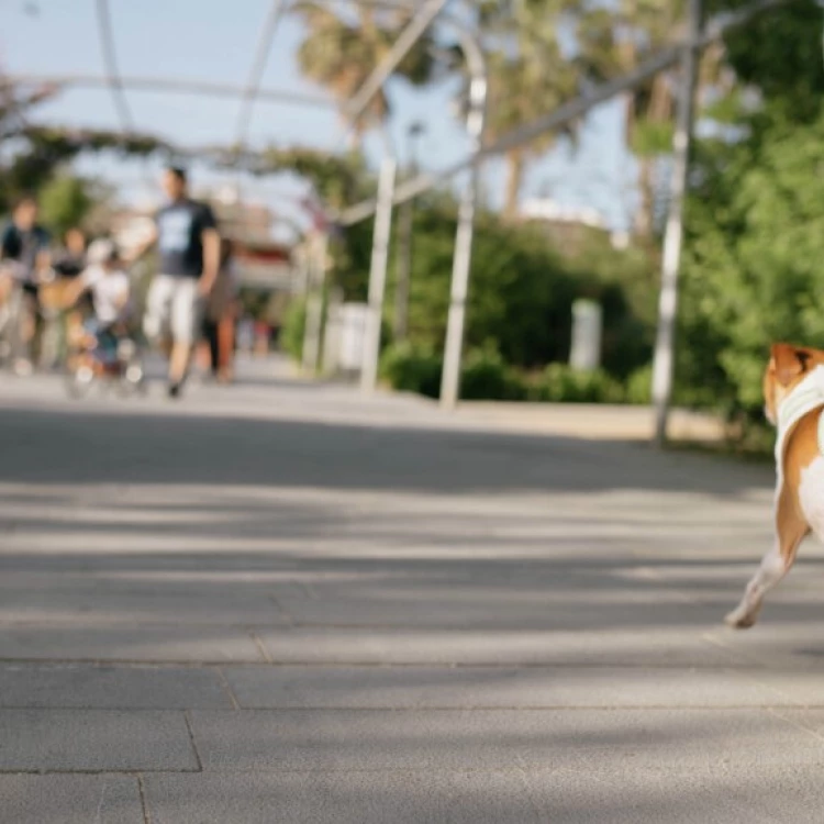 Imagen relacionada de campaña concienciacion convivencia mascotas fallas