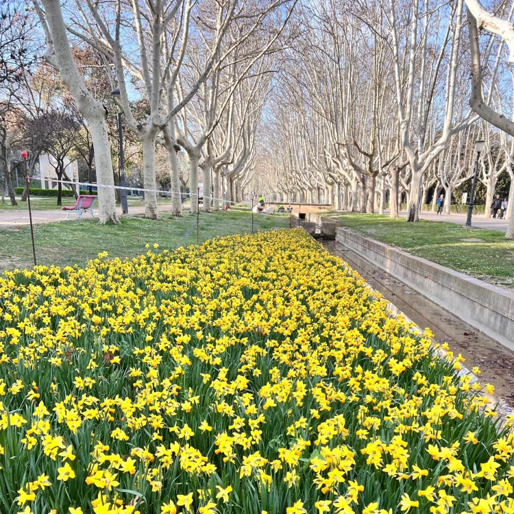 Imagen relacionada de la ruta de los tulipanes vuelve a zaragoza