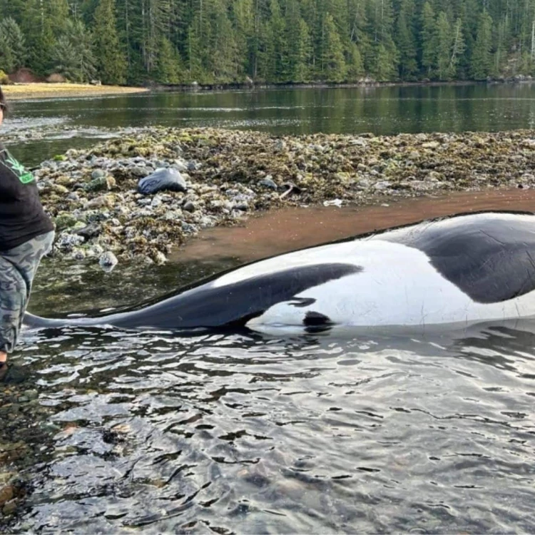 Imagen relacionada de orca varada en columbia britanica muere a pesar de los esfuerzos