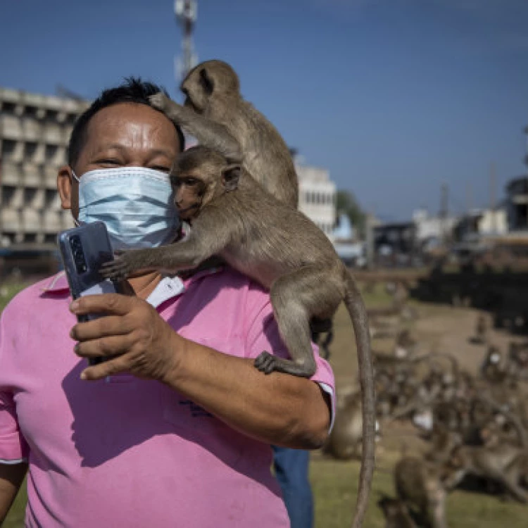 Imagen relacionada de autoridades tailandesas buscan poner fin a conflictos entre humanos y monos en lopburi