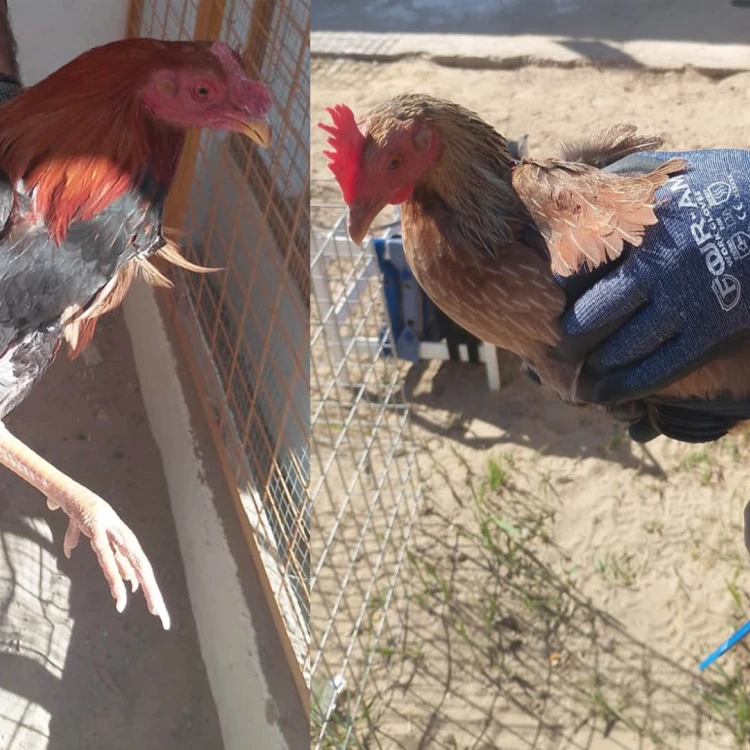 Imagen relacionada de desmantelan instalaciones cria gallos pelea valencia