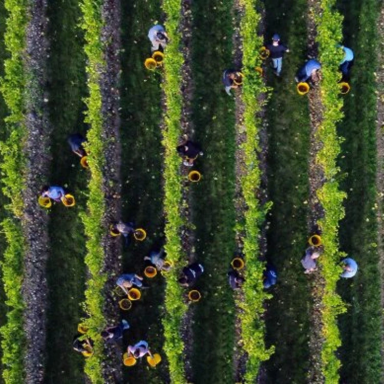 Imagen relacionada de vino producido escocia amenaza regiones tradicionales europa