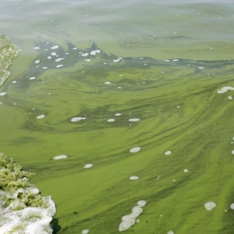 Imagen relacionada de algas lago erie