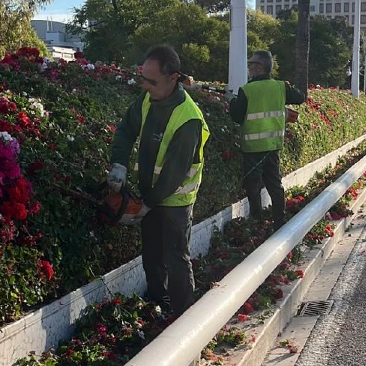 Imagen relacionada de poda puente flores valencia optimizacion recursos