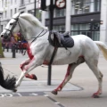 Imagen relacionada de caballos militares sueltos causan caos en londres