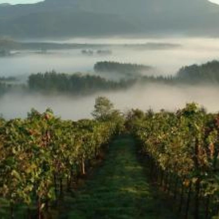 Imagen relacionada de txacoli euskadi mejor vino blanco 2024