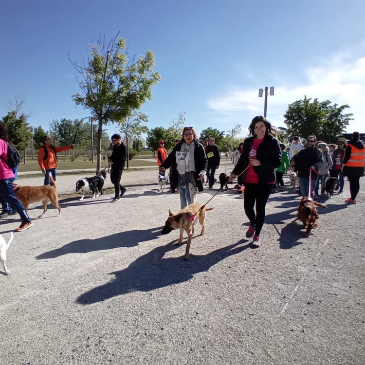 Imagen relacionada de la andada canina familiar kalibo 5k exito zaragoza