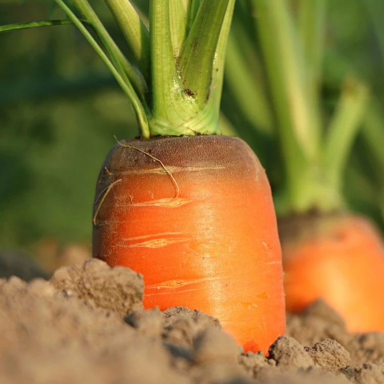 Imagen relacionada de modificacion limites gasto subvenciones asesoramiento agroalimentario forestal