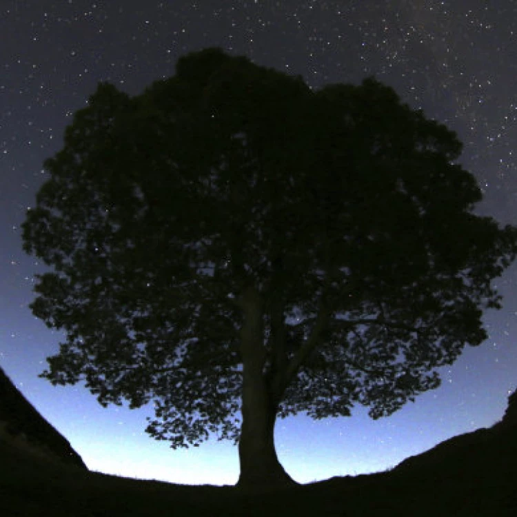 Imagen relacionada de dos hombres acusados de talar el famoso arbol sycamore gap en la muralla de adriano en inglaterra