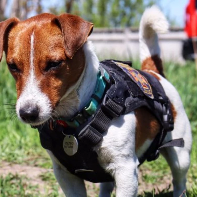 Imagen relacionada de el perro heroe de ucrania