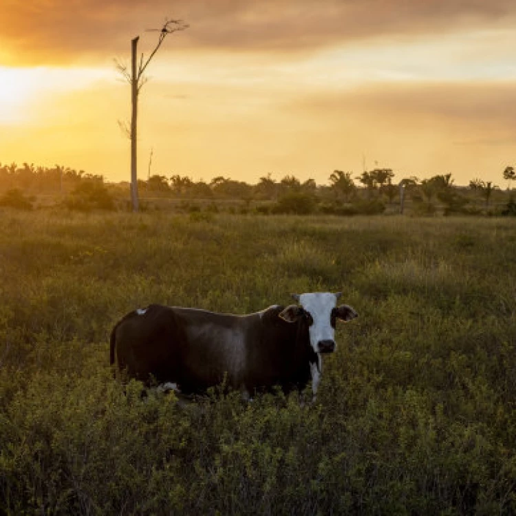 Imagen relacionada de nueva empresa de reforestacion en brasil despierta intrigas en la region amazonica