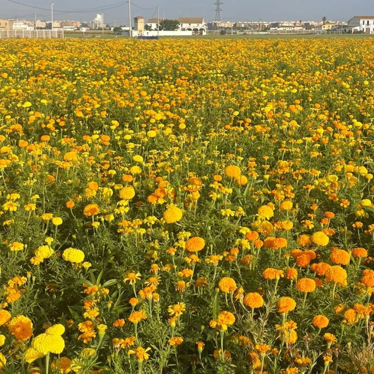 Imagen relacionada de valencia lista para batalla de flores 2023